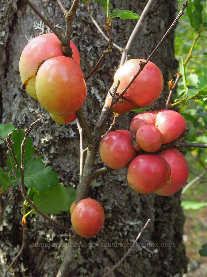 oak apples (Andricus quercuscalifornicus (Andricus californicus)) [Eight Dollar Mountain ACEC, Rogue River-Siskiyou National Forest, Josephine County, Oregon]