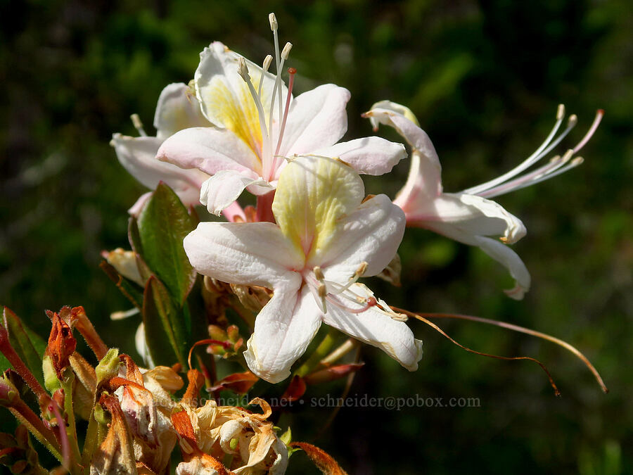 western azalea (Rhododendron occidentale) [Eight Dollar Mountain ACEC, Rogue River-Siskiyou National Forest, Josephine County, Oregon]