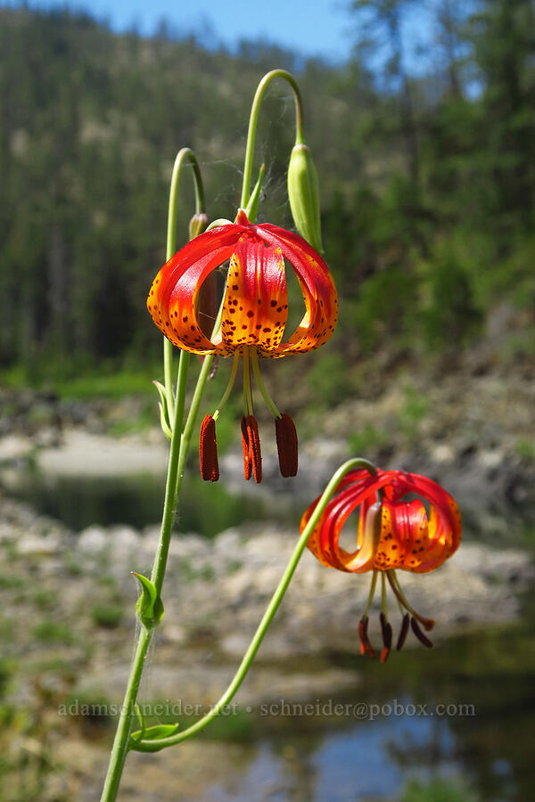 Vollmer's leopard lily (Lilium pardalinum ssp. vollmeri) [Little Falls Loop Trail, Rogue River-Siskiyou National Forest, Josephine County, Oregon]