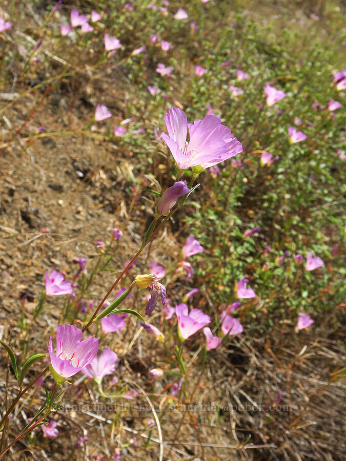 farewell-to-spring (Clarkia amoena (Godetia amoena)) [Forest Road 25, Rogue River-Siskiyou National Forest, Josephine County, Oregon]