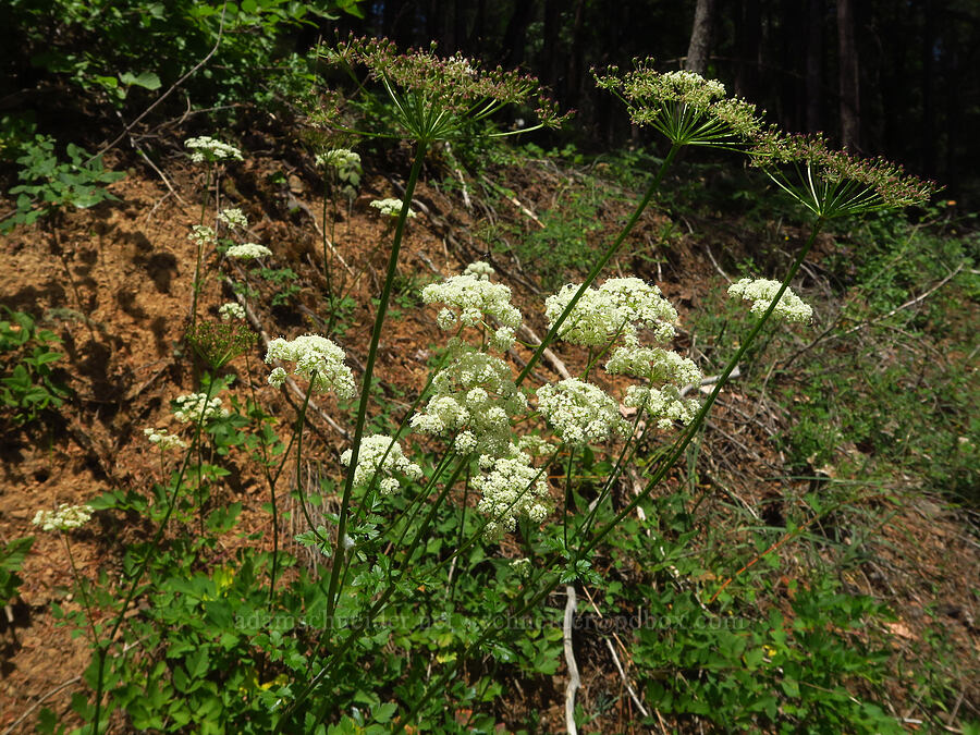 celery-leaf lovage (Ligusticum apiifolium) [Forest Road 25, Rogue River-Siskiyou National Forest, Josephine County, Oregon]
