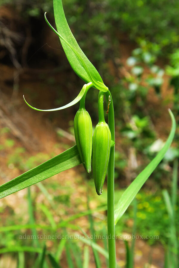 lily with very thin leaves, budding (Lilium sp.) [Rattlesnake Spring, Rogue River-Siskiyou National Forest, Josephine County, Oregon]