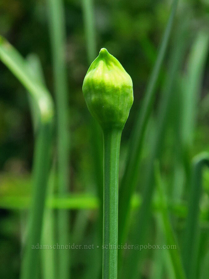 swamp onion, budding (Allium validum) [Rattlesnake Spring, Rogue River-Siskiyou National Forest, Josephine County, Oregon]