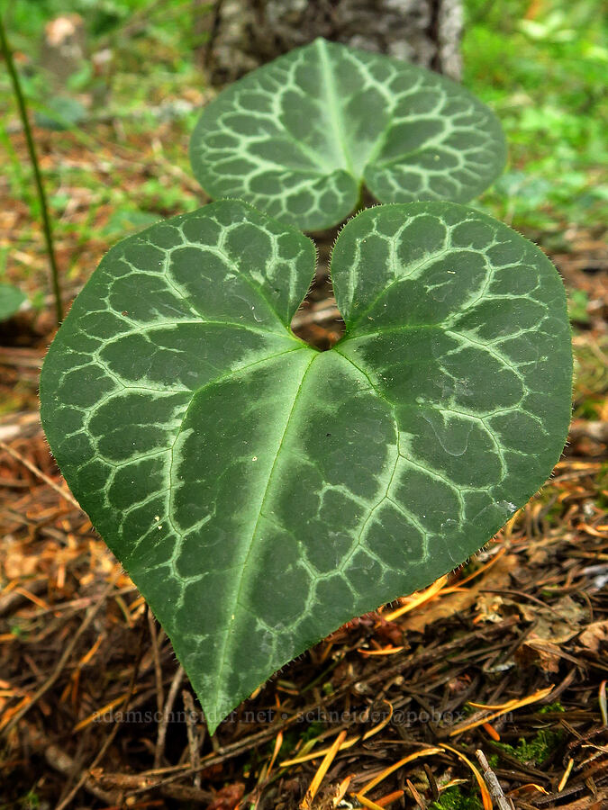 marbled wild ginger leaves (Asarum marmoratum) [Rattlesnake Spring, Rogue River-Siskiyou National Forest, Josephine County, Oregon]