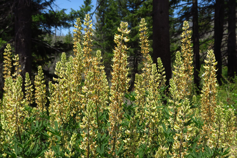 sickle-keel lupine (Lupinus albicaulis) [Forest Road 2509, Rogue River-Siskiyou National Forest, Josephine County, Oregon]