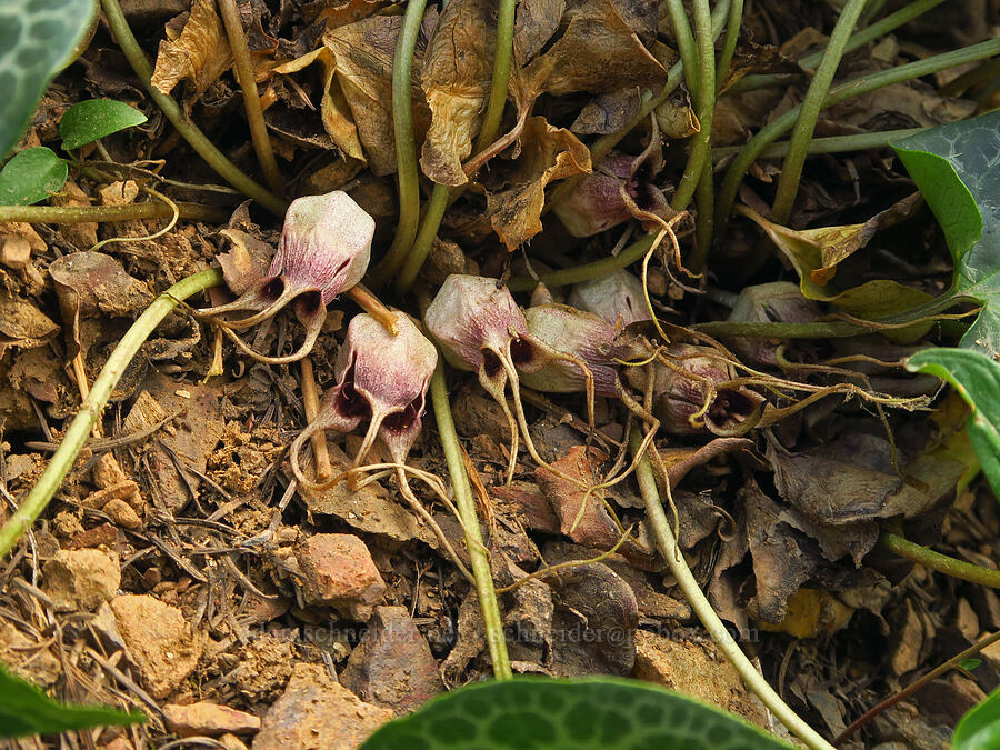 marbled wild ginger flowers (Asarum marmoratum) [Forest Road 25, Rogue River-Siskiyou National Forest, Josephine County, Oregon]