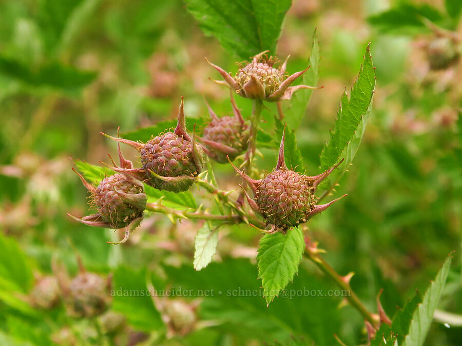 white-bark (black-cap) raspberry (Rubus leucodermis) [Forest Road 25, Rogue River-Siskiyou National Forest, Josephine County, Oregon]