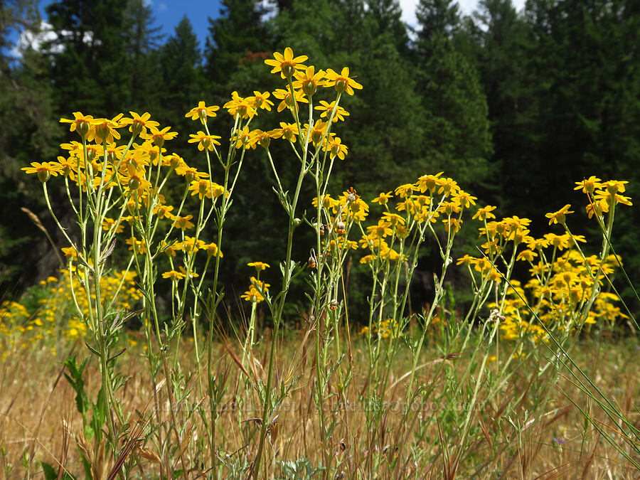 Oregon sunshine (Eriophyllum lanatum) [Forest Road 25, Rogue River-Siskiyou National Forest, Josephine County, Oregon]