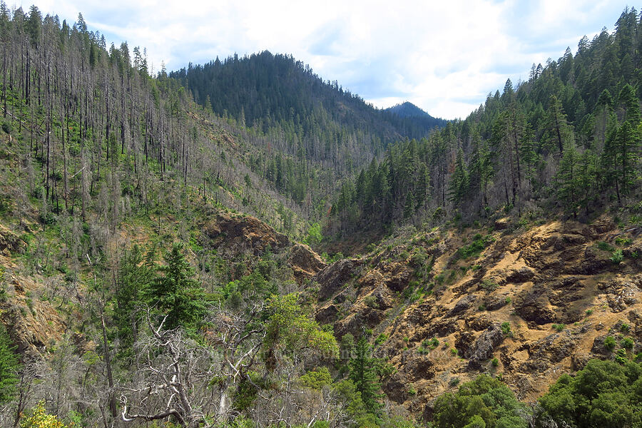 Taylor Creek Canyon [Forest Road 25, Rogue River-Siskiyou National Forest, Josephine County, Oregon]
