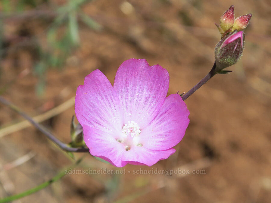 dwarf checker-bloom (Sidalcea asprella (Sidalcea malviflora ssp. asprella)) [Days Gulch Botanical Area, Rogue River-Siskiyou National Forest, Josephine County, Oregon]