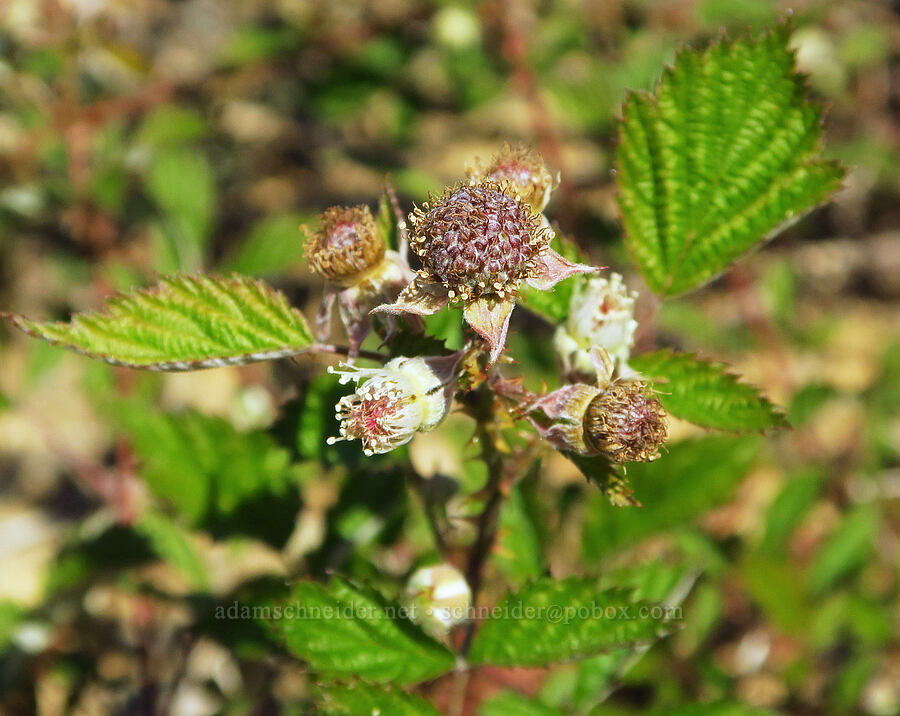 white-bark (black-cap) raspberry (Rubus leucodermis) [Forest Road 4201-090, Rogue River-Siskiyou National Forest, Josephine County, Oregon]