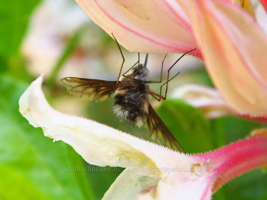 bee fly on western azalea (Bombylius major, Rhododendron occidentale) [Forest Road 4201-845, Rogue River-Siskiyou National Forest, Josephine County, Oregon]