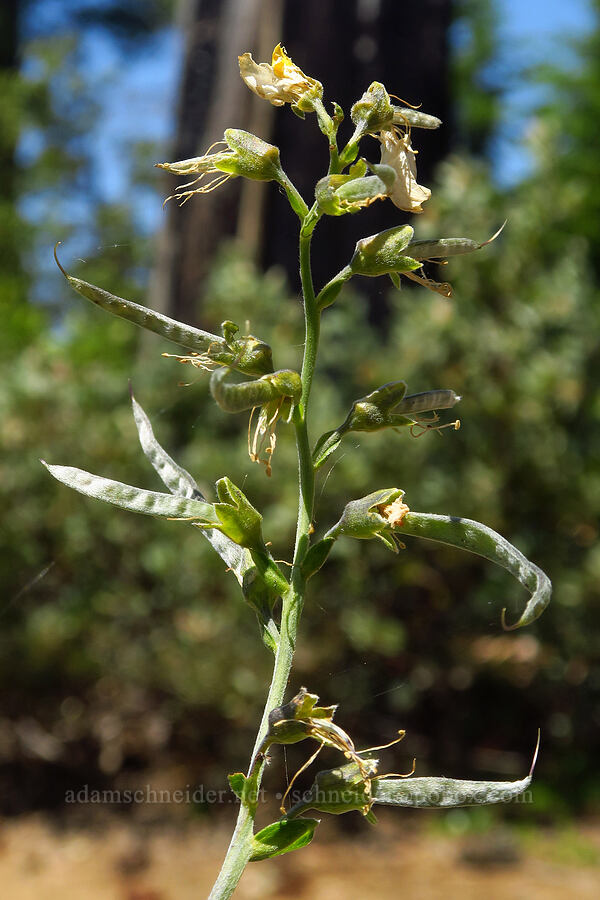 slender golden-banner, going to seed (Thermopsis gracilis) [Forest Road 4201-845, Rogue River-Siskiyou National Forest, Josephine County, Oregon]