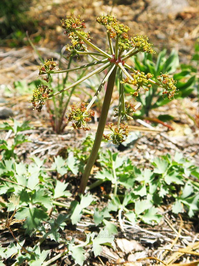 Howell's desert parsley (Lomatium howellii) [Forest Road 4201-090, Rogue River-Siskiyou National Forest, Josephine County, Oregon]