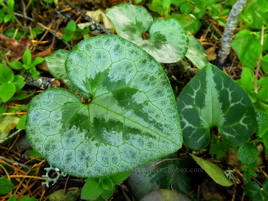 marbled wild ginger leaves (Asarum marmoratum) [Forest Road 4201-090, Rogue River-Siskiyou National Forest, Josephine County, Oregon]