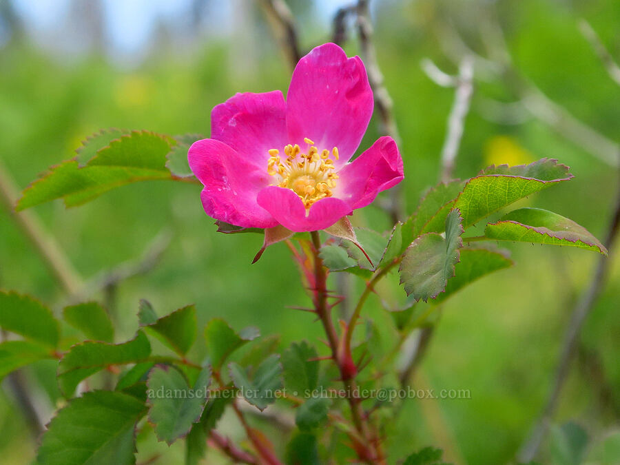 bald-hip rose (Rosa gymnocarpa) [Forest Road 4201-090, Rogue River-Siskiyou National Forest, Josephine County, Oregon]