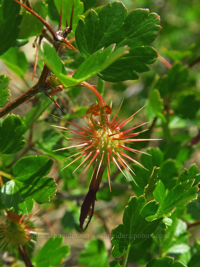 shiny-leaf gooseberry (Ribes roezlii var. cruentum (Grossularia cruenta)) [Forest Road 4201-090, Rogue River-Siskiyou National Forest, Josephine County, Oregon]