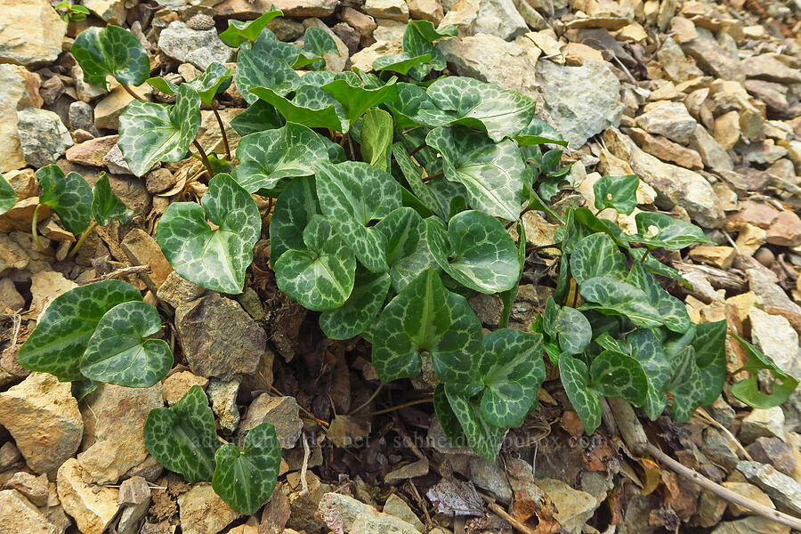 marbled wild ginger leaves (Asarum marmoratum) [Forest Road 4201, Rogue River-Siskiyou National Forest, Josephine County, Oregon]