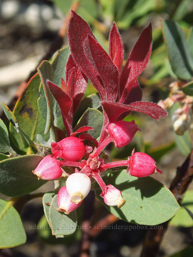 unusually red manzanita flowers (Arctostaphylos sp.) [Forest Road 4201-873, Rogue River-Siskiyou National Forest, Josephine County, Oregon]
