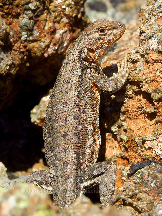 western sagebrush lizard (Sceloporus graciosus gracilis) [Kalmiopsis Rim Trail, Rogue River-Siskiyou National Forest, Josephine County, Oregon]