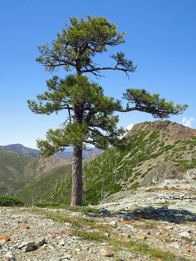 Jeffrey pine & Whetstone Butte (Pinus jeffreyi) [Kalmiopsis Rim Trail, Rogue River-Siskiyou National Forest, Josephine County, Oregon]