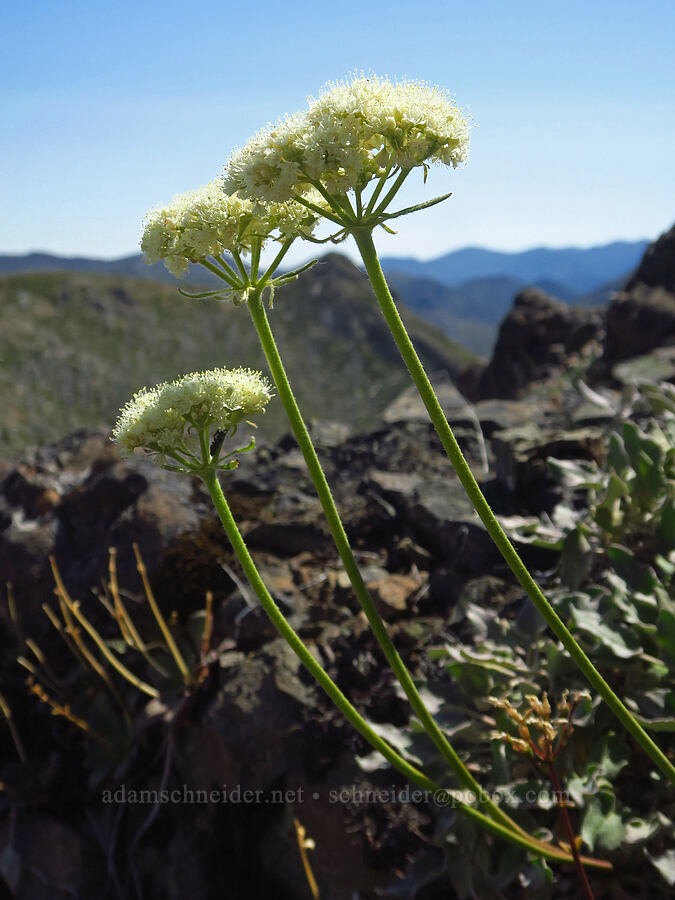 heart-leaf buckwheat (Eriogonum compositum) [Whetstone Butte, Rogue River-Siskiyou National Forest, Curry County, Oregon]
