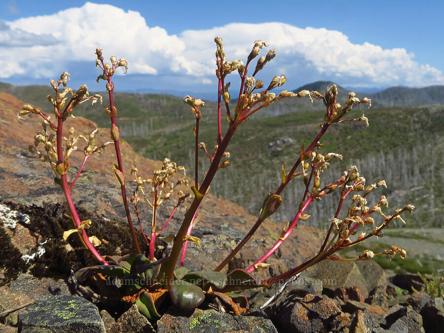 Siskiyou lewisia, going to seed (Lewisia cotyledon var. cotyledon) [Whetstone Butte, Rogue River-Siskiyou National Forest, Curry County, Oregon]