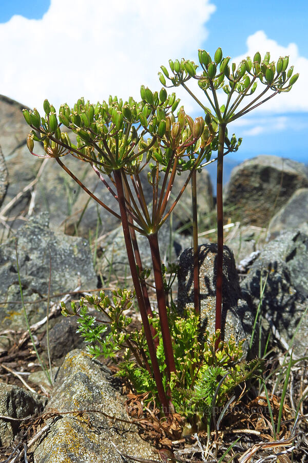 Hall's desert parsley, going to seed (Lomatium hallii) [Whetstone Butte, Rogue River-Siskiyou National Forest, Josephine County, Oregon]