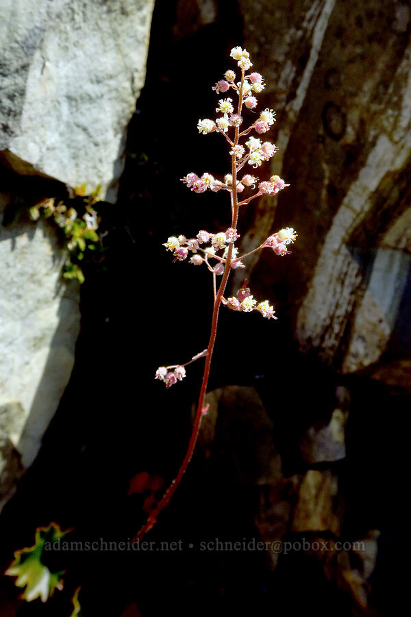small-flowered alumroot (Heuchera micrantha) [Whetstone Butte, Rogue River-Siskiyou National Forest, Curry County, Oregon]