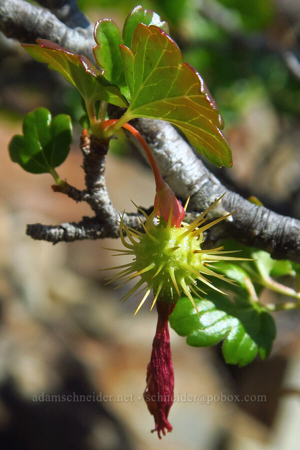 shiny-leaf gooseberry (Ribes roezlii var. cruentum (Grossularia cruenta)) [Whetstone Butte, Rogue River-Siskiyou National Forest, Curry County, Oregon]
