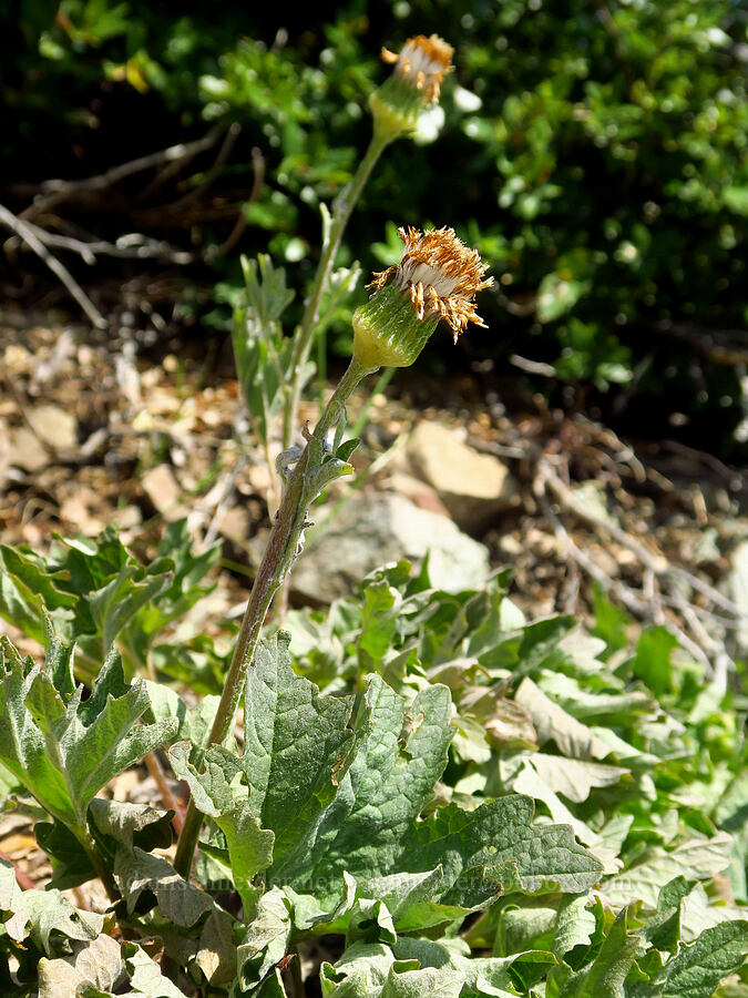 silver-crown, going to seed (Cacaliopsis nardosmia (Cacalia nardosmia)) [Kalmiopsis Rim Trail, Rogue River-Siskiyou National Forest, Curry County, Oregon]