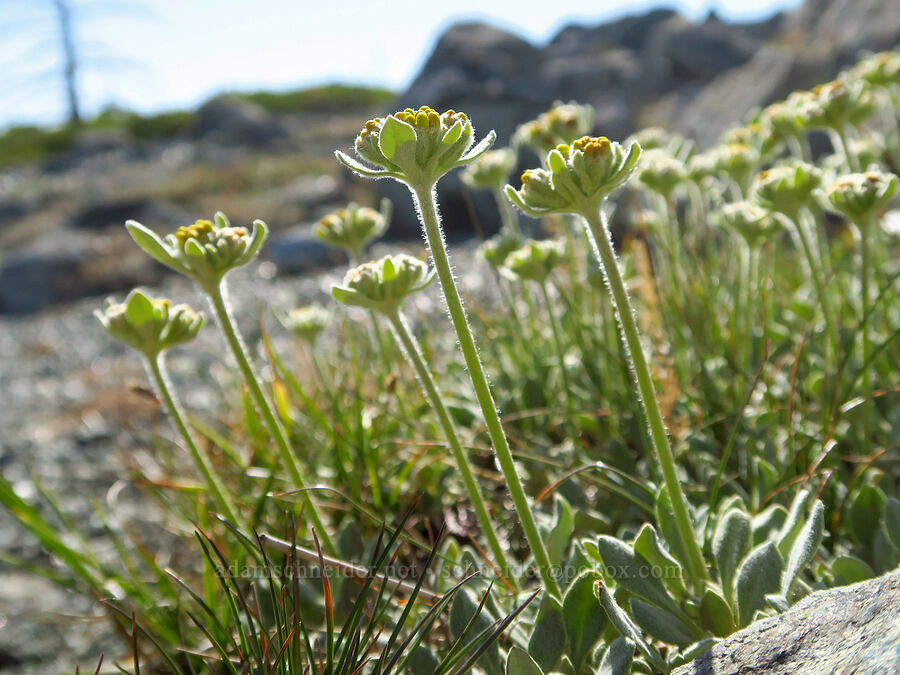 ternate buckwheat, budding (Eriogonum ternatum) [Kalmiopsis Rim Trail, Rogue River-Siskiyou National Forest, Curry County, Oregon]