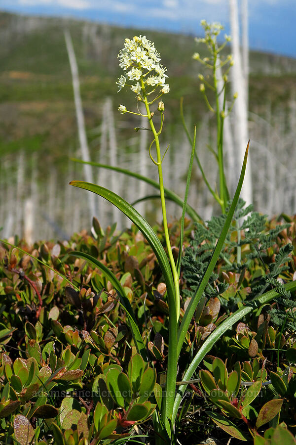 small-flowered death-camas (Toxicoscordion micranthum (Zigadenus micranthus)) [Kalmiopsis Rim Trail, Rogue River-Siskiyou National Forest, Josephine County, Oregon]