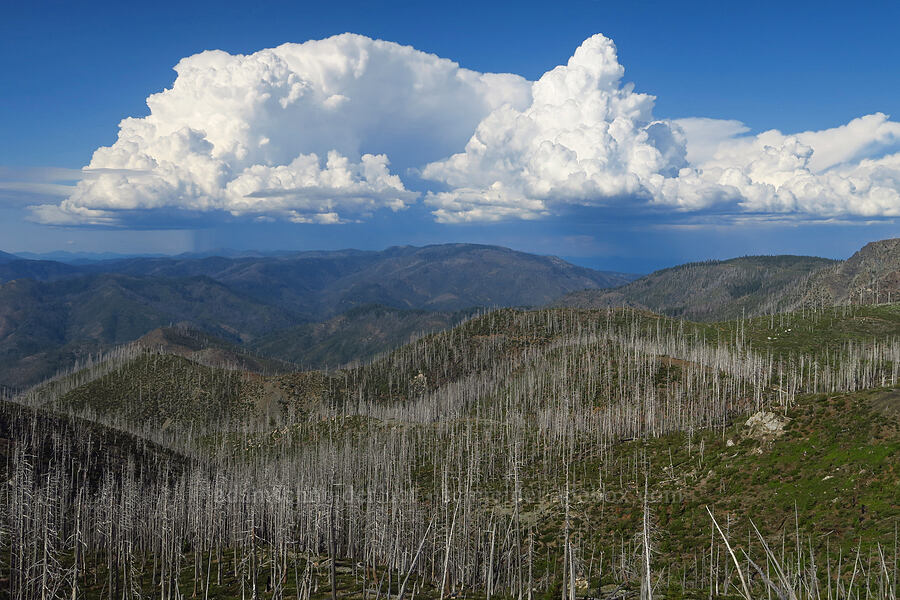 distant storms & burned trees [Kalmiopsis Rim Trail, Rogue River-Siskiyou National Forest, Josephine County, Oregon]