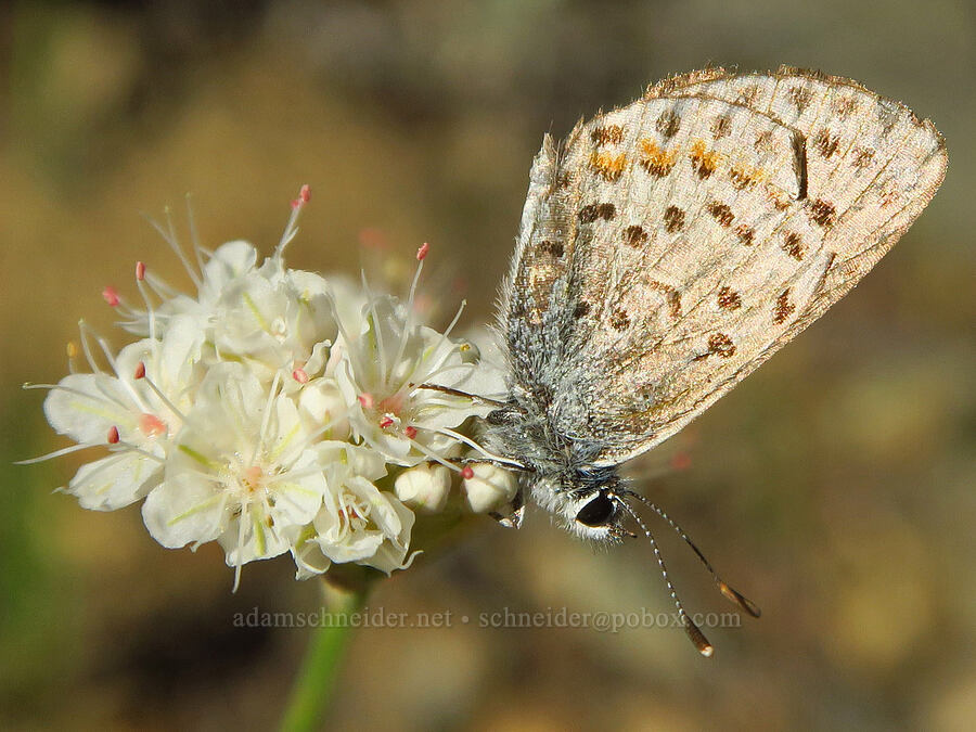 dotted blue butterfly (Euphilotes enoptes) [Forest Road 4201, Rogue River-Siskiyou National Forest, Josephine County, Oregon]