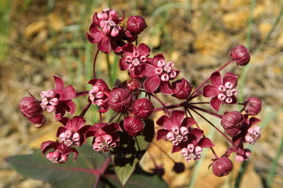 purple milkweed (Asclepias cordifolia) [Forest Road 4201, Rogue River-Siskiyou National Forest, Josephine County, Oregon]
