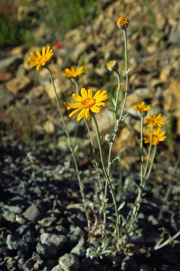 Oregon sunshine (Eriophyllum lanatum) [Forest Road 4201, Rogue River-Siskiyou National Forest, Josephine County, Oregon]