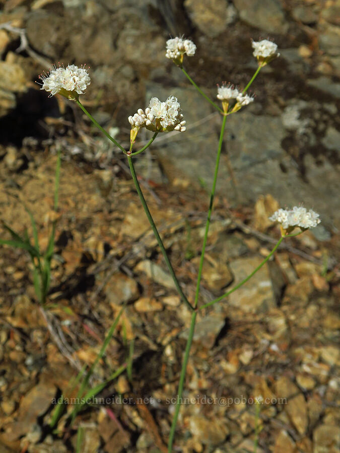 naked buckwheat (Eriogonum nudum var. nudum) [Forest Road 4201, Rogue River-Siskiyou National Forest, Josephine County, Oregon]