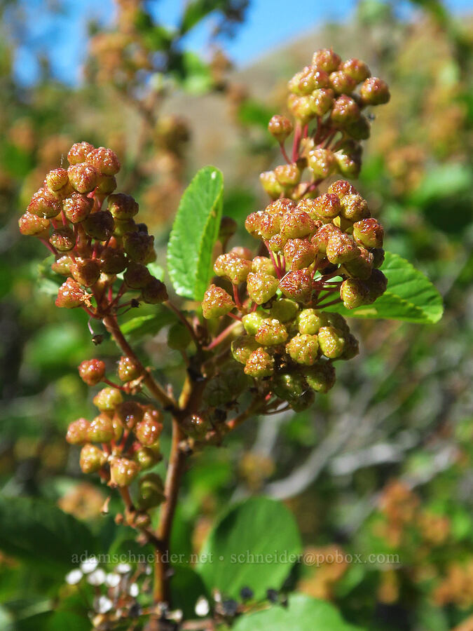 buck-brush fruits (Ceanothus sanguineus) [Tucannon Road, W. T. Wooten Wildlife Area, Columbia County, Washington]