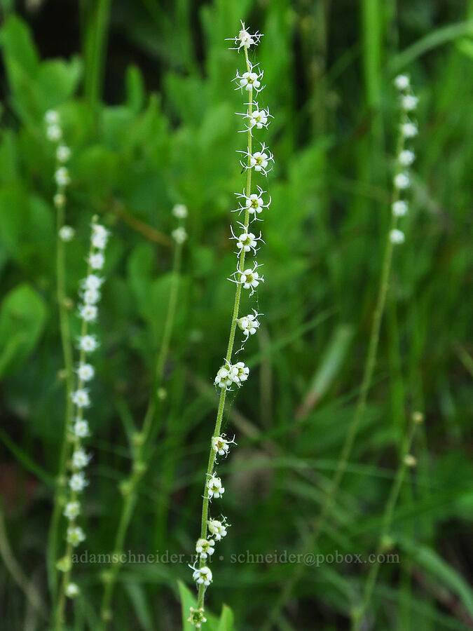 small-flowered mitrewort (Ozomelis stauropetala (Mitella stauropetala)) [Kendall Skyline Road, Umatilla National Forest, Columbia County, Washington]