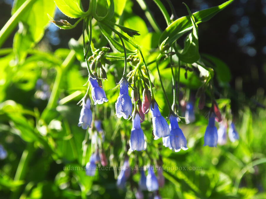 bluebells (Mertensia paniculata) [Edmiston Spring, Umatilla National Forest, Columbia County, Washington]