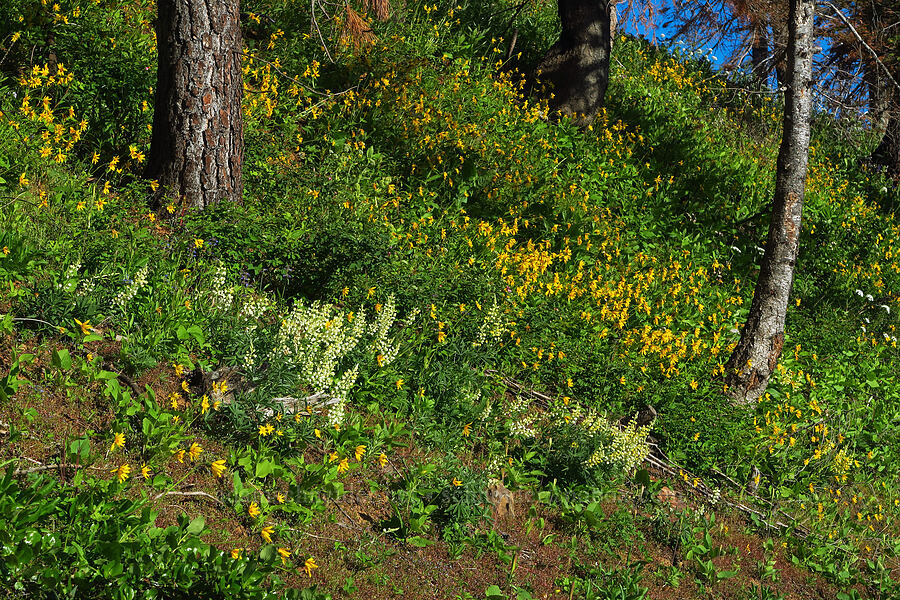 sulphur lupines & heart-leaf arnica (Lupinus sulphureus ssp. sulphureus, Arnica cordifolia) [Kendall Skyline Road, Umatilla National Forest, Columbia County, Washington]