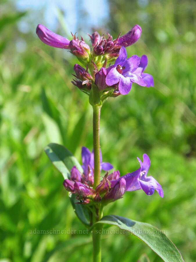 sulphur penstemon (Penstemon attenuatus var. attenuatus) [Godman Springs, Umatilla National Forest, Columbia County, Washington]