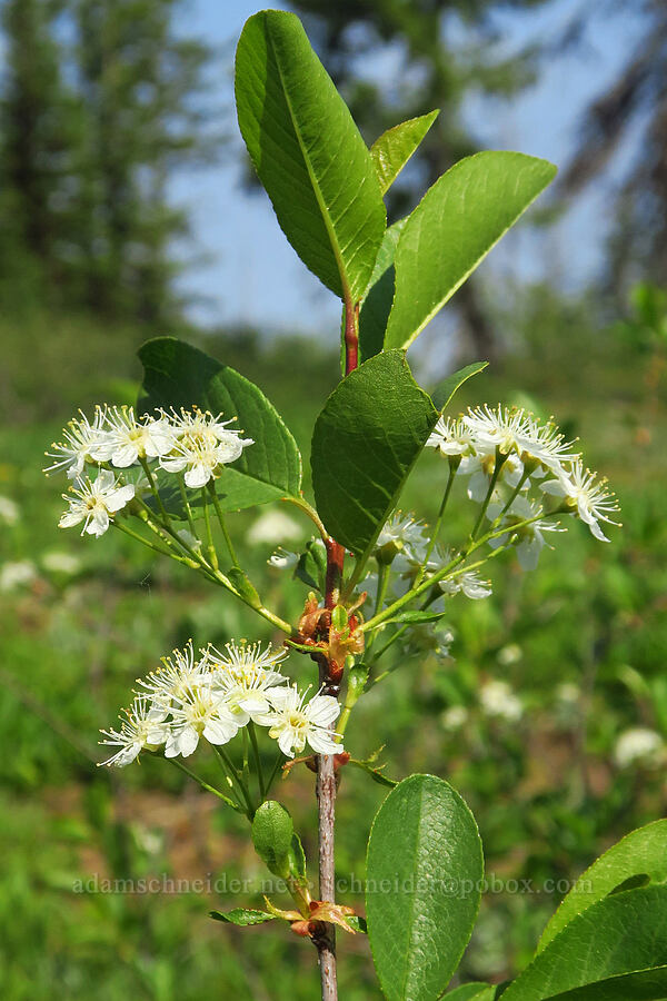 bitter cherry (Prunus emarginata) [Godman Springs, Umatilla National Forest, Columbia County, Washington]