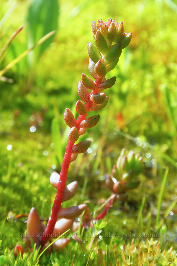 lance-leaf stonecrop (Sedum lanceolatum) [Godman Springs, Umatilla National Forest, Columbia County, Washington]