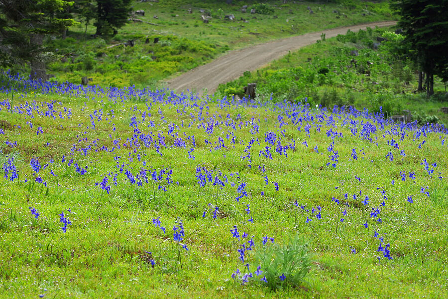 upland larkspur (Delphinium nuttallianum) [Kendall Skyline Road, Umatilla National Forest, Columbia County, Washington]
