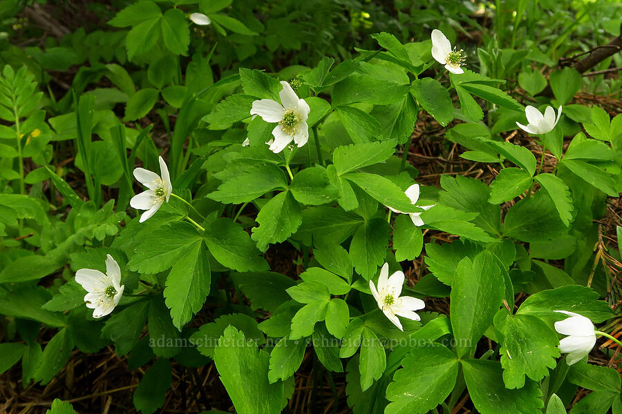Piper's anemones (Anemone piperi (Anemonoides piperi)) [Sawtooth Ridge Trail, Wenaha-Tucannon Wilderness, Columbia County, Washington]