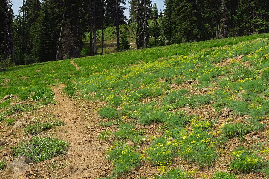 pungent desert parsley (Lomatium papilioniferum (Lomatium grayi)) [Sawtooth Ridge Trail, Wenaha-Tucannon Wilderness, Columbia County, Washington]