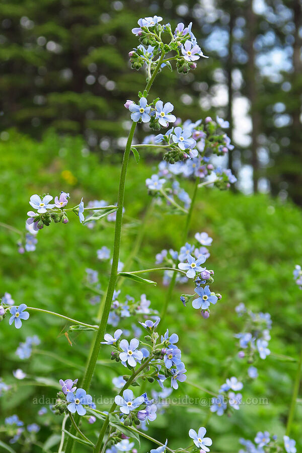 blue stickseed (Hackelia micrantha (Hackelia jessicae)) [Sawtooth Ridge Trail, Wenaha-Tucannon Wilderness, Columbia County, Washington]