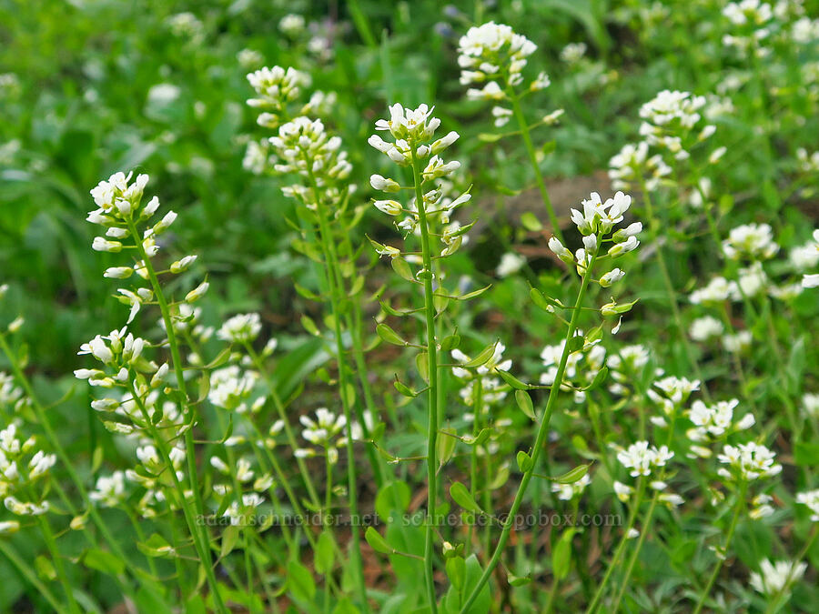alpine penny-cress (Noccaea fendleri ssp. glauca (Thlaspi fendleri var. glaucum)) [Sawtooth Ridge Trail, Wenaha-Tucannon Wilderness, Columbia County, Washington]